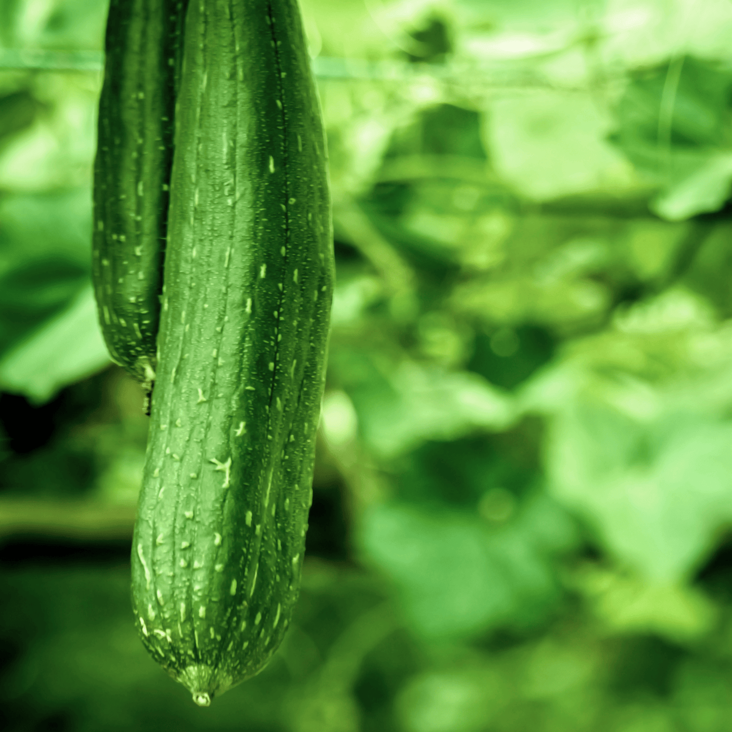 Luffa Sponge Seeds