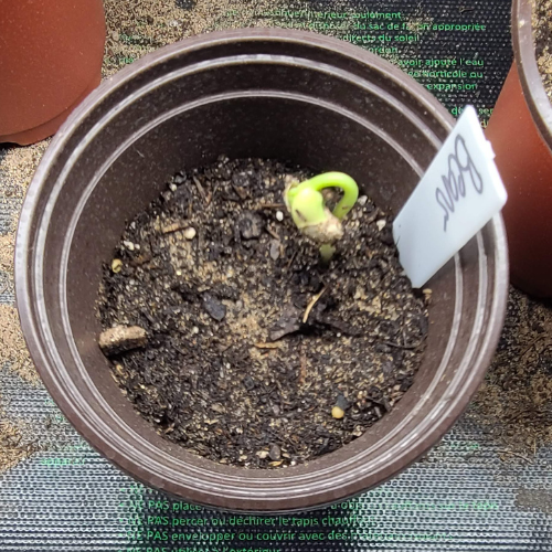 Seedling Transplant Pots
