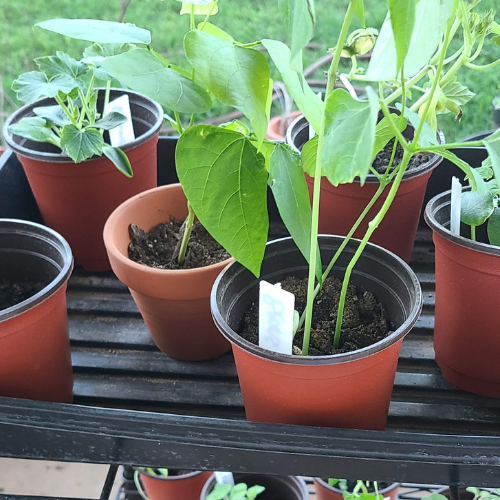 Seedling Transplant Pots