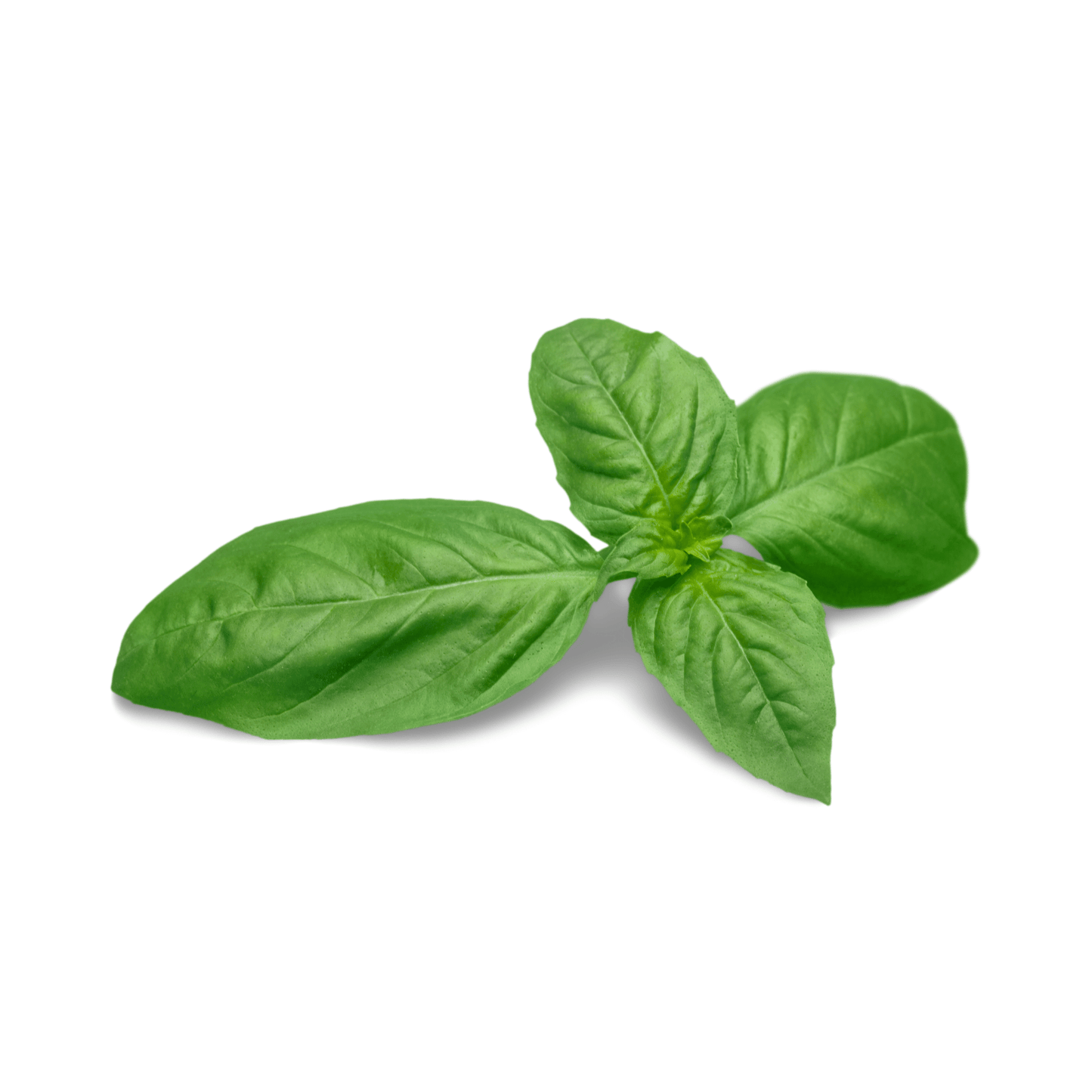 Genovese Basil Seeds