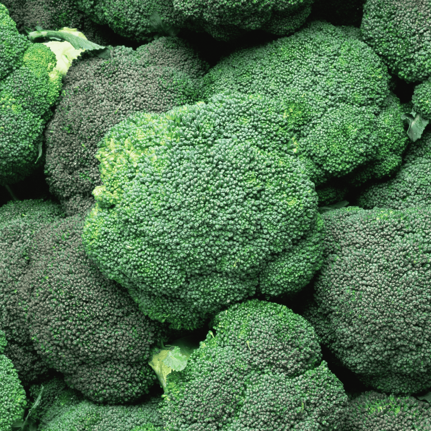 Hydra Broccoli Seeds