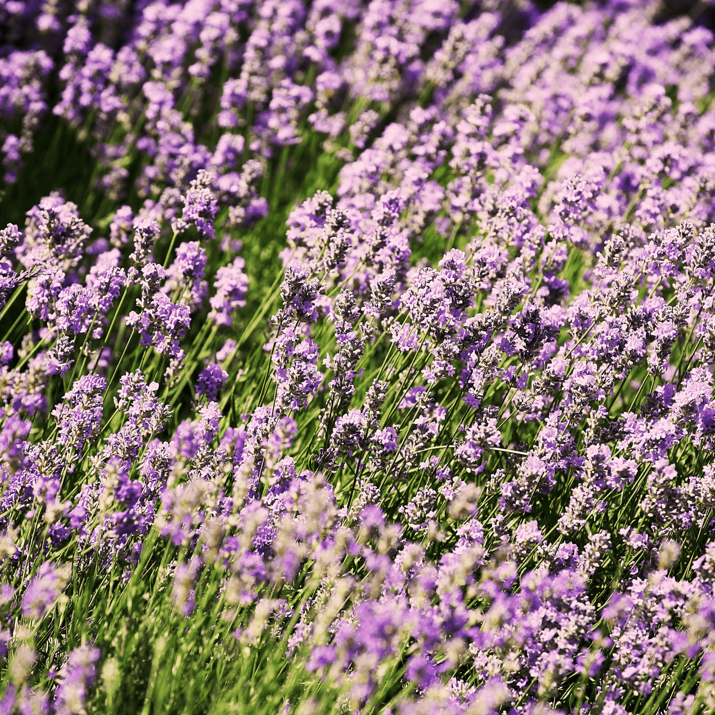 Lavender Seeds