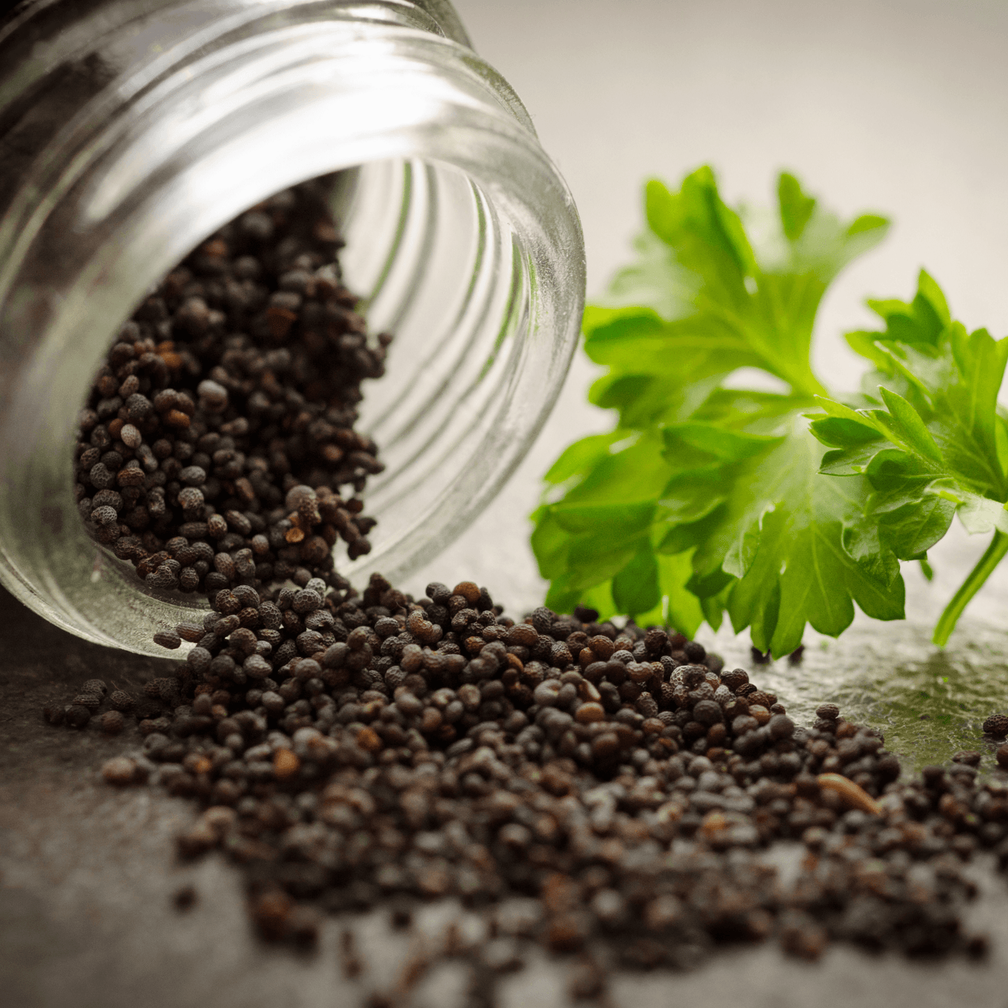Forest Green Parsley Seeds