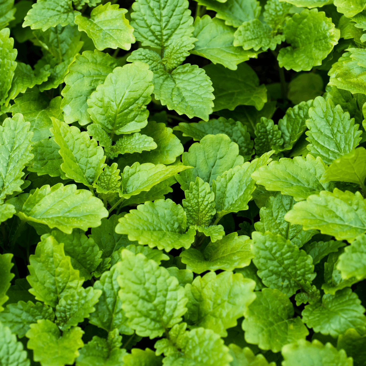 Mentha Peppermint Seeds